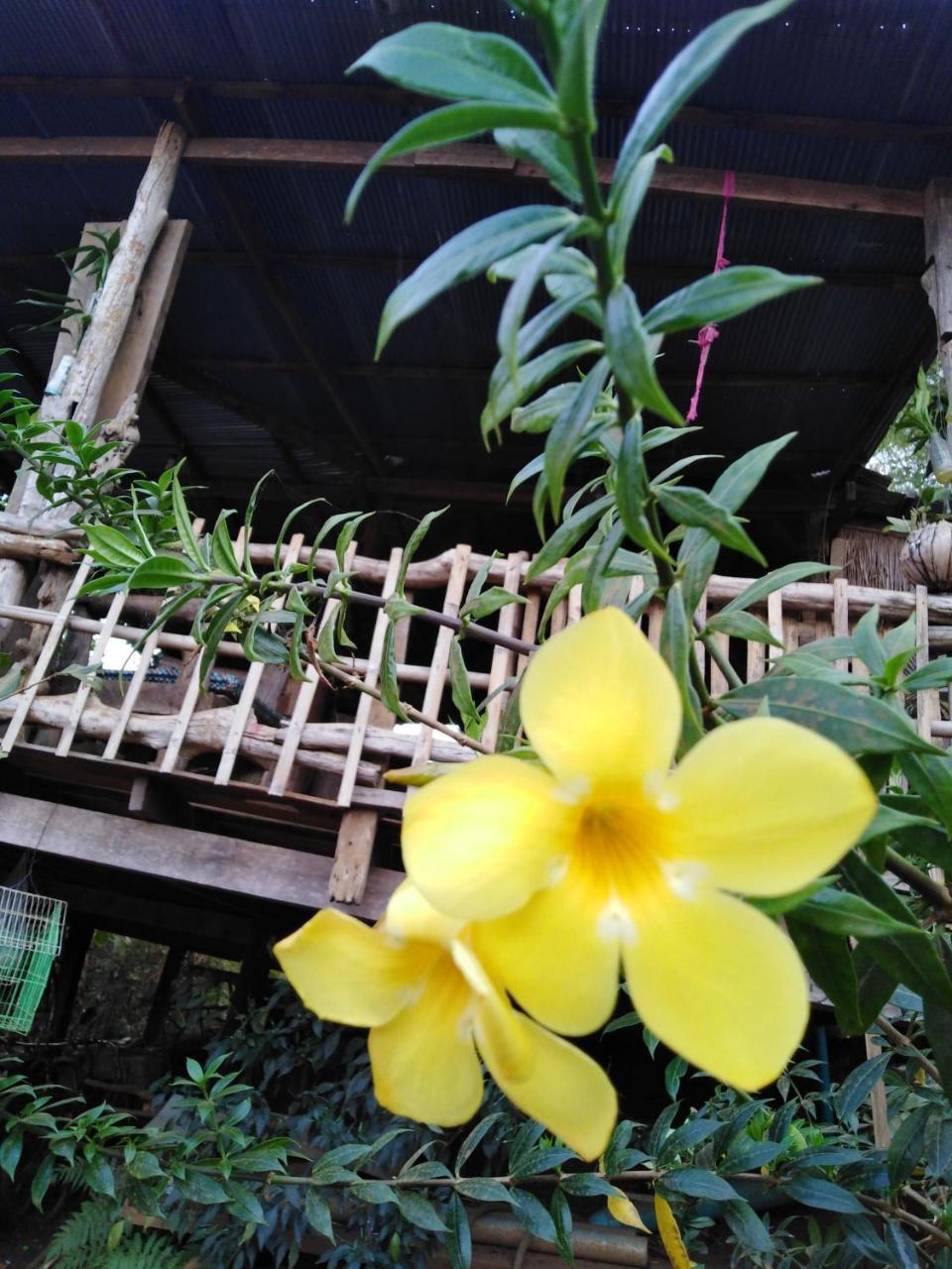 Tree Lodge Banlung Exterior foto